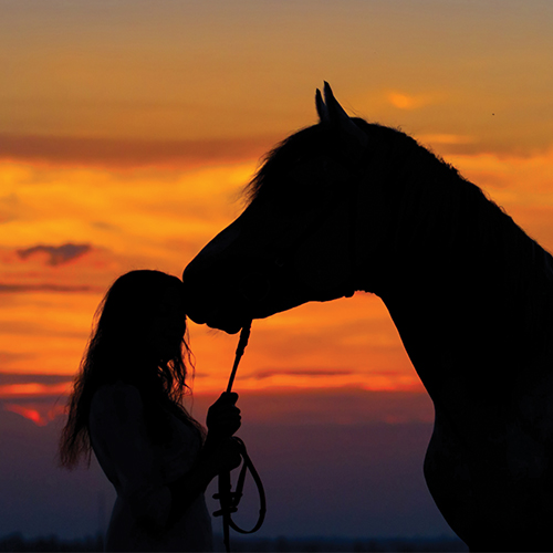Horses supporting PTSD recovery*Equine assisted therapy is fast gaining global recognition for its therapeutic benefits for many clinical conditions, particularly PTSD, anxiety and depression, explains Brenda Tanner