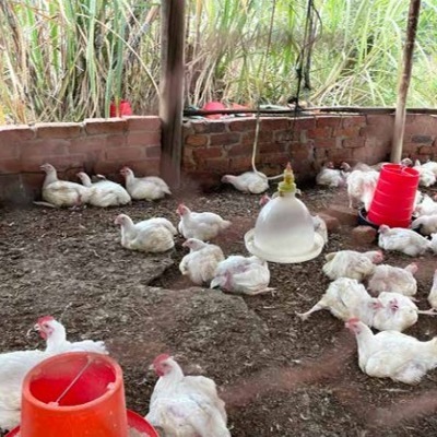 Free to read: Addressing AMR in poultry production*AMR affects low and middle-income countries by posing a threat to public health through the transmission of resistant bacteria. A team from ICARS looks into this issue