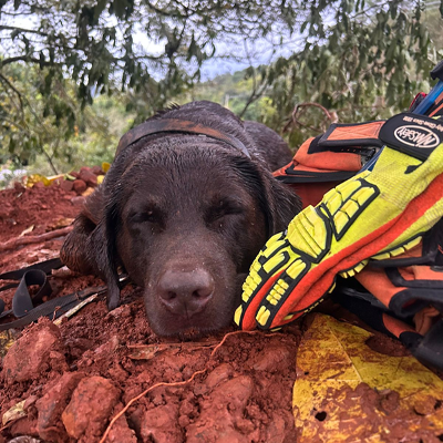 Innovative disaster response strategies*The synergy between the use of search dogs and drones dramatically contributed to the earch and rescue operations in the Rio Grande do Sul disasters, Andre Pugas reports